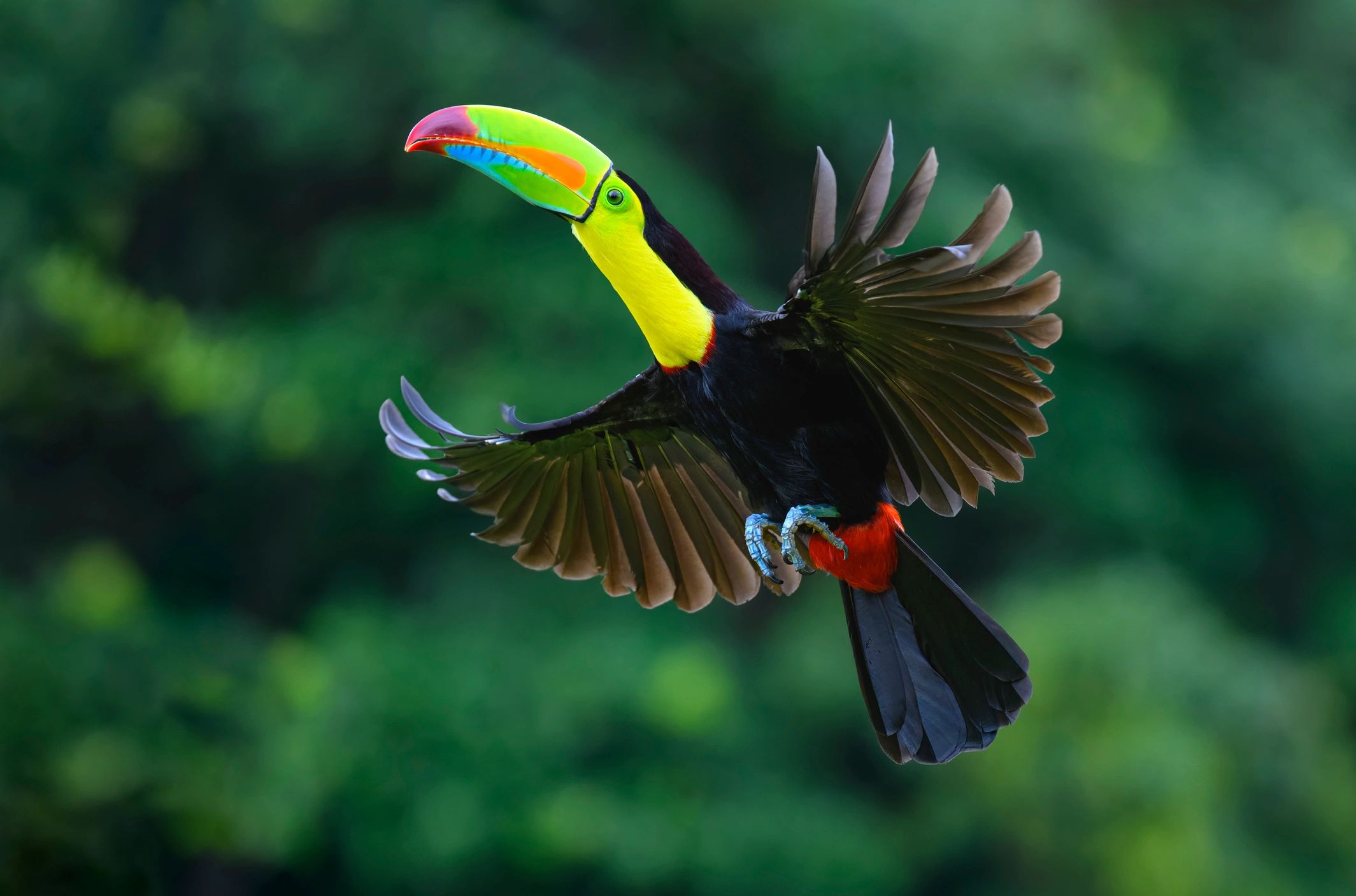 Keel-billed toucan in flight