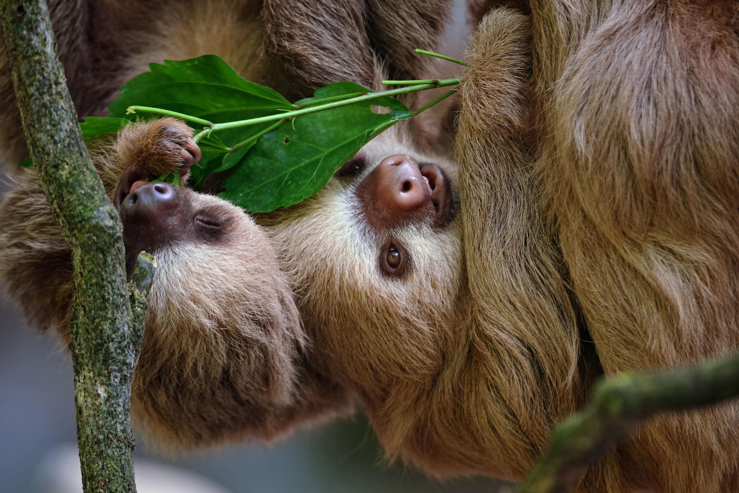 Two sloths resting in a tree
